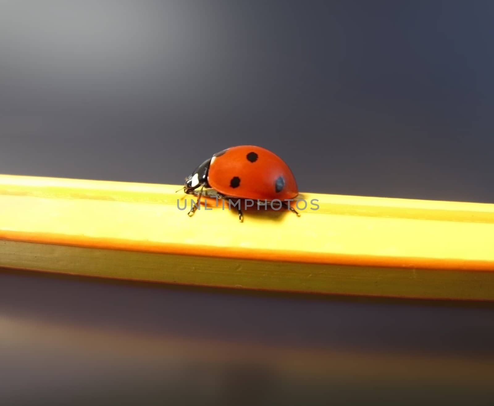 ladybug on a pencil