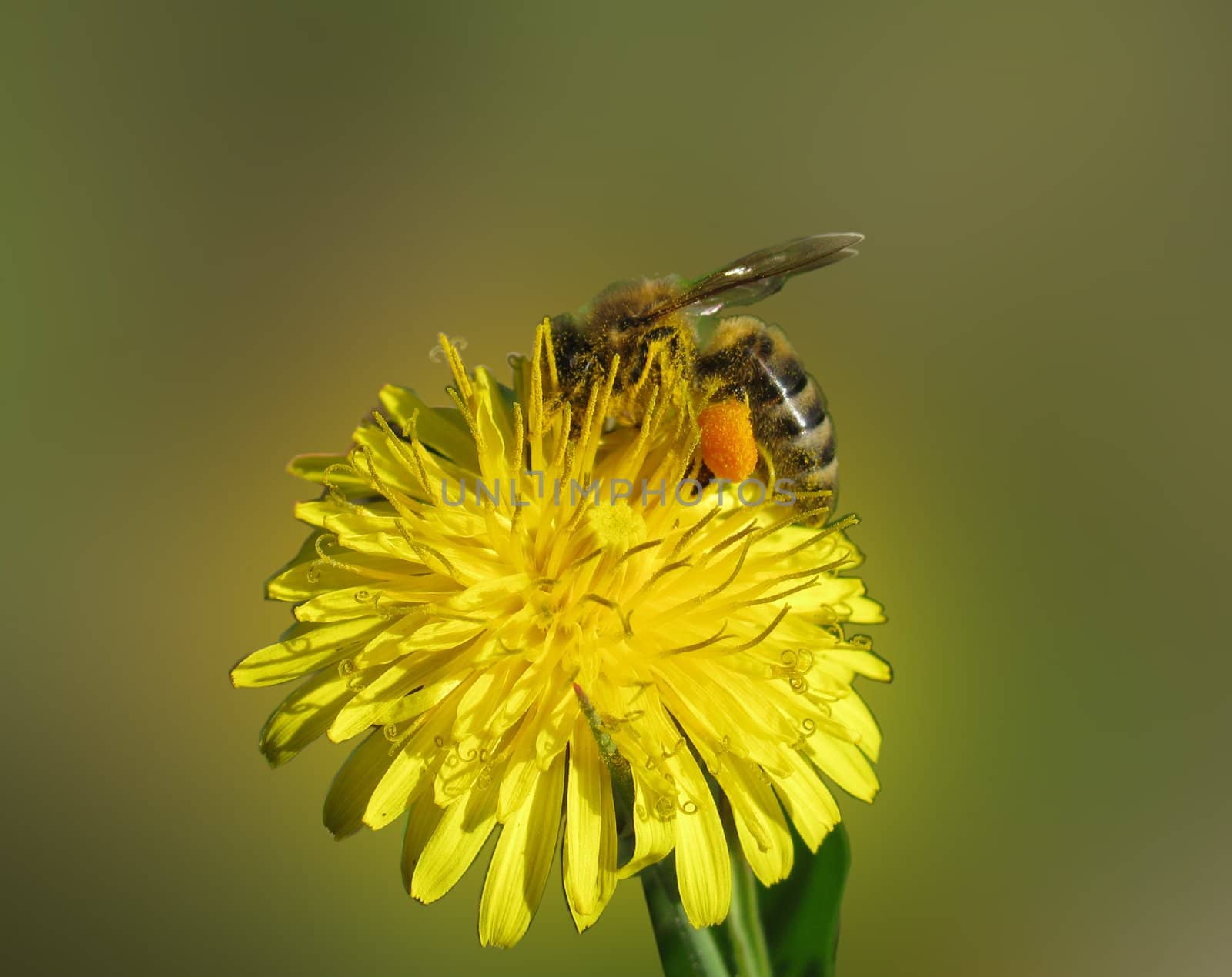 close up of bee on dandelion