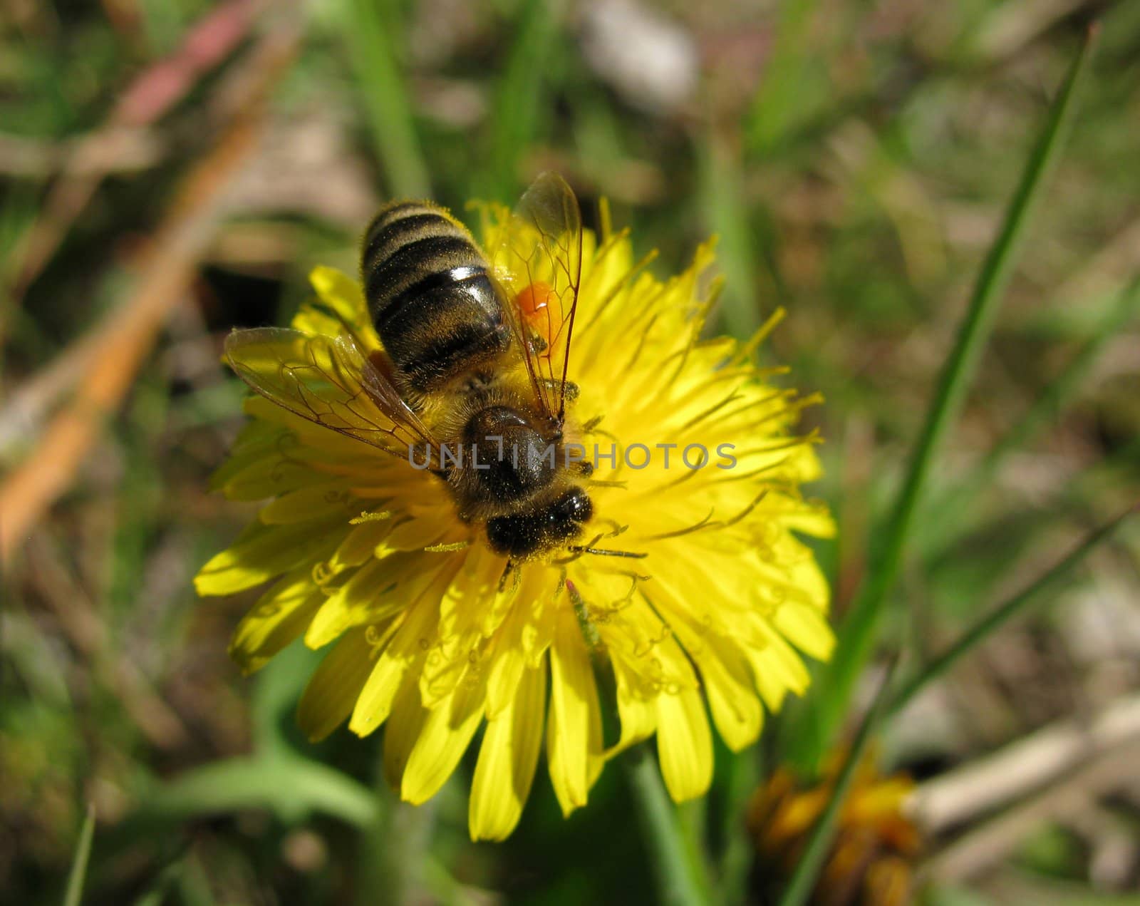 close up of bee on dandelion