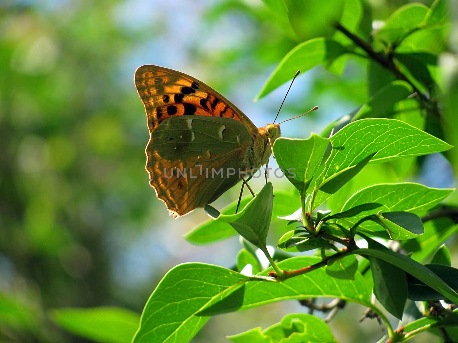 butterfly (Silver-washed Fritillary) on leaf