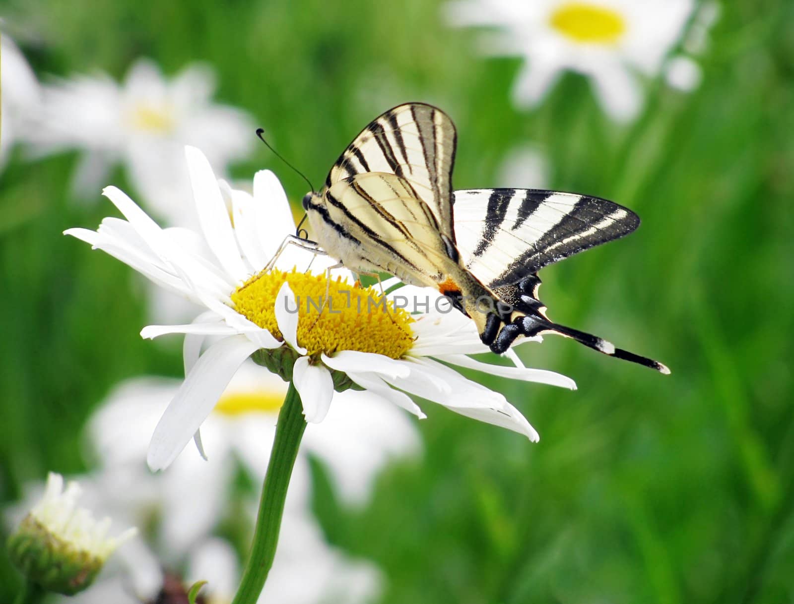 butterfly (Scarce Swallowtail) on camomile