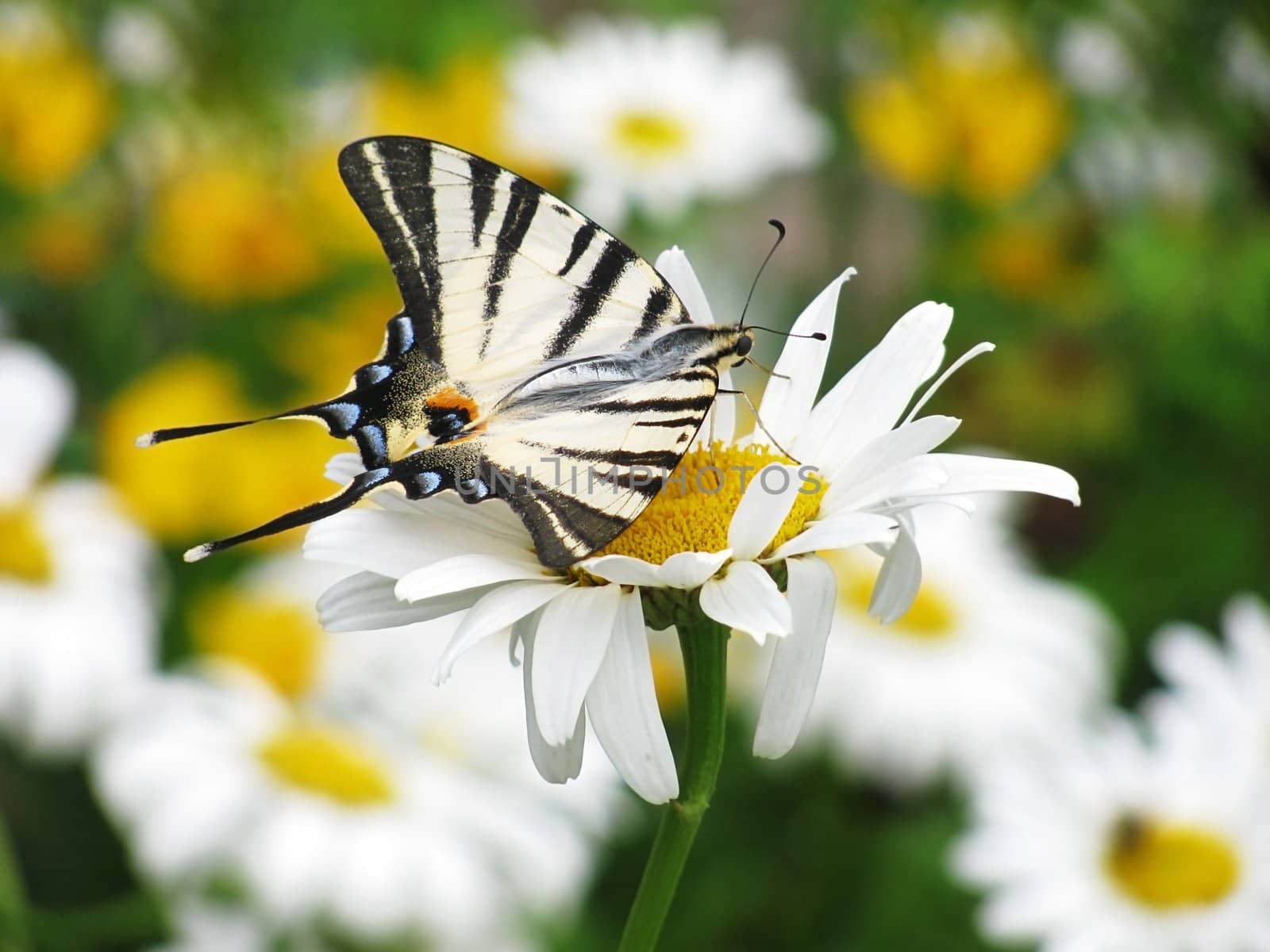 butterfly (Scarce Swallowtail) on flower (camomile)