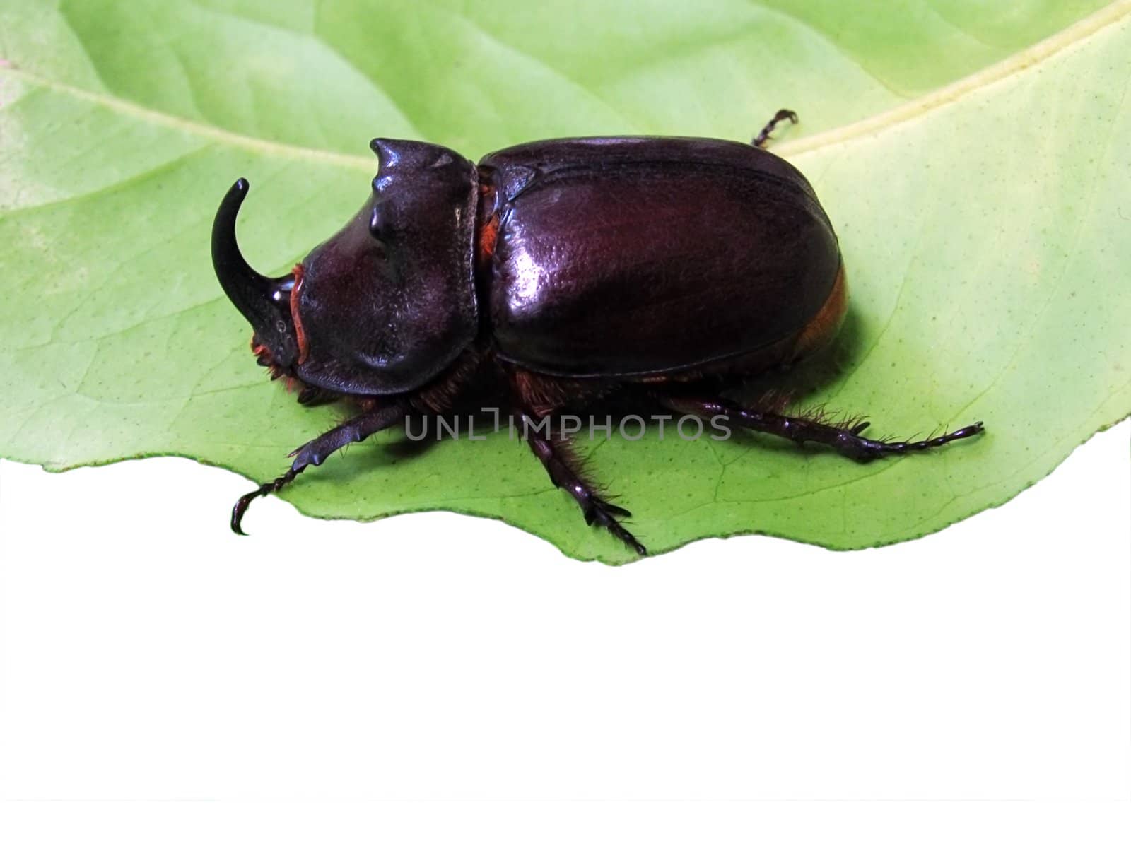 unicorn beetle on leaf isolated on white