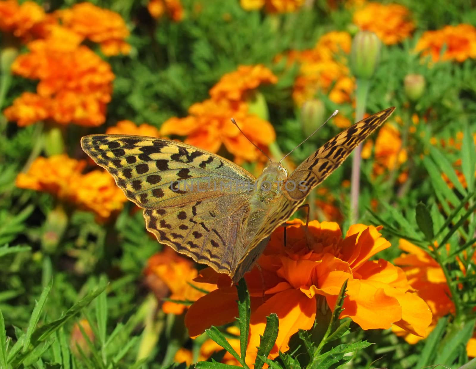 butterfly on marigold by romantiche