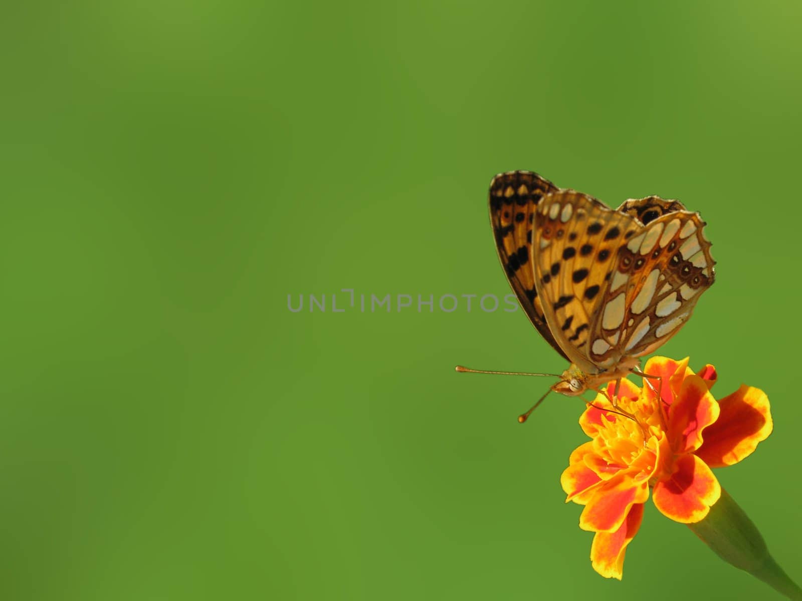 butterfly on flower (marigold) over green background