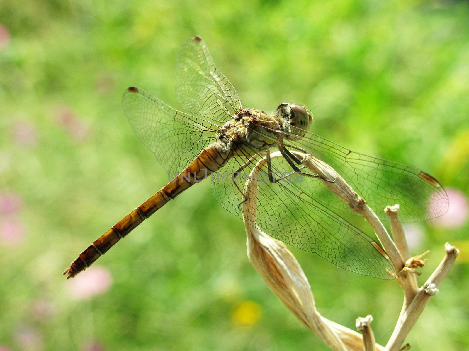 dragonfly on a dry branch