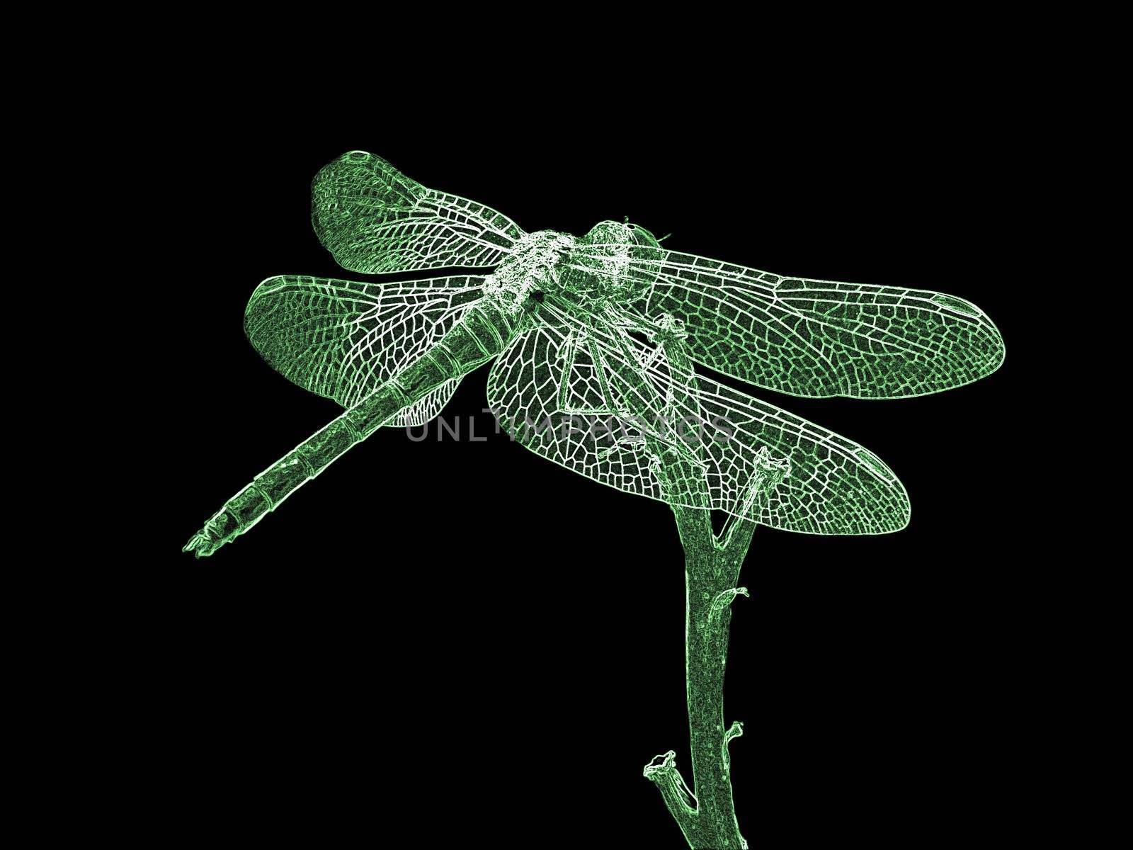 silhouette of dragonfly over black