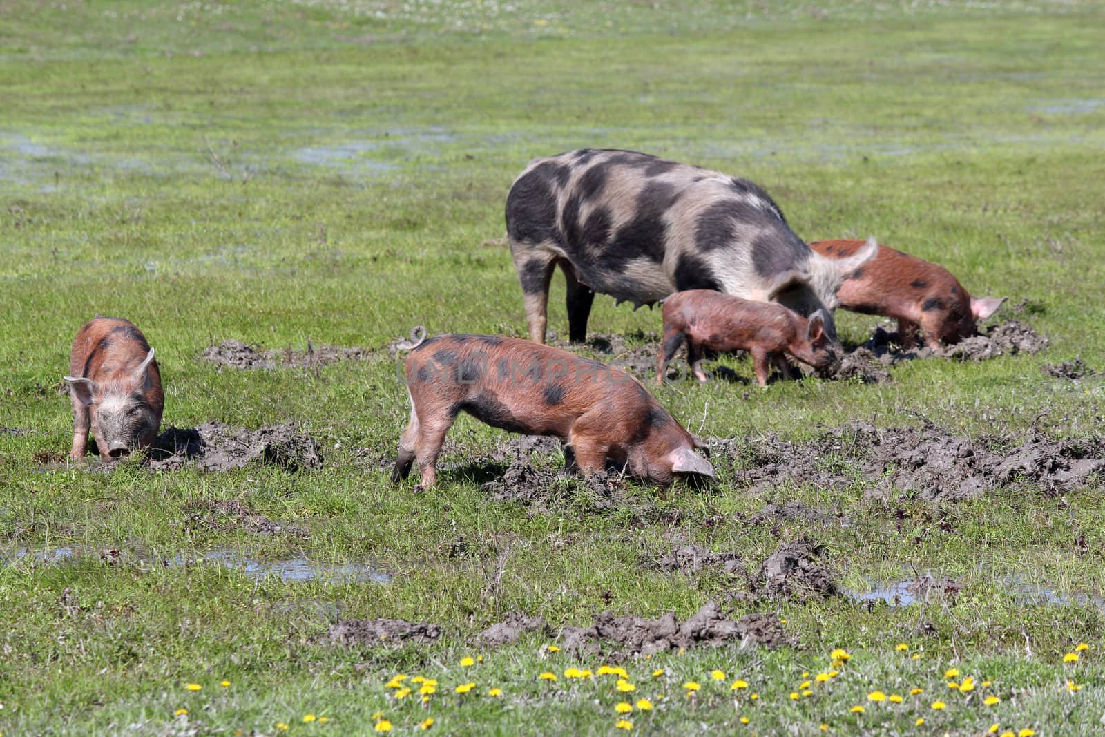 pigs in a mud farm scene by goce