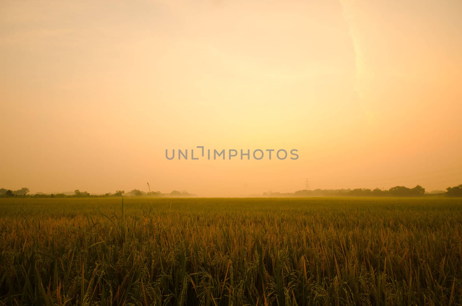 Sunrise on green rice farm  