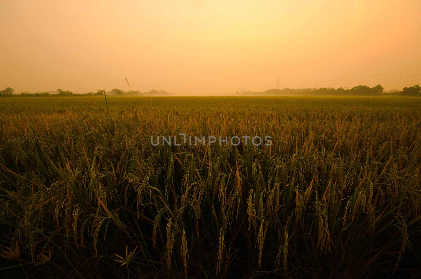 Sunrise on green rice farm  