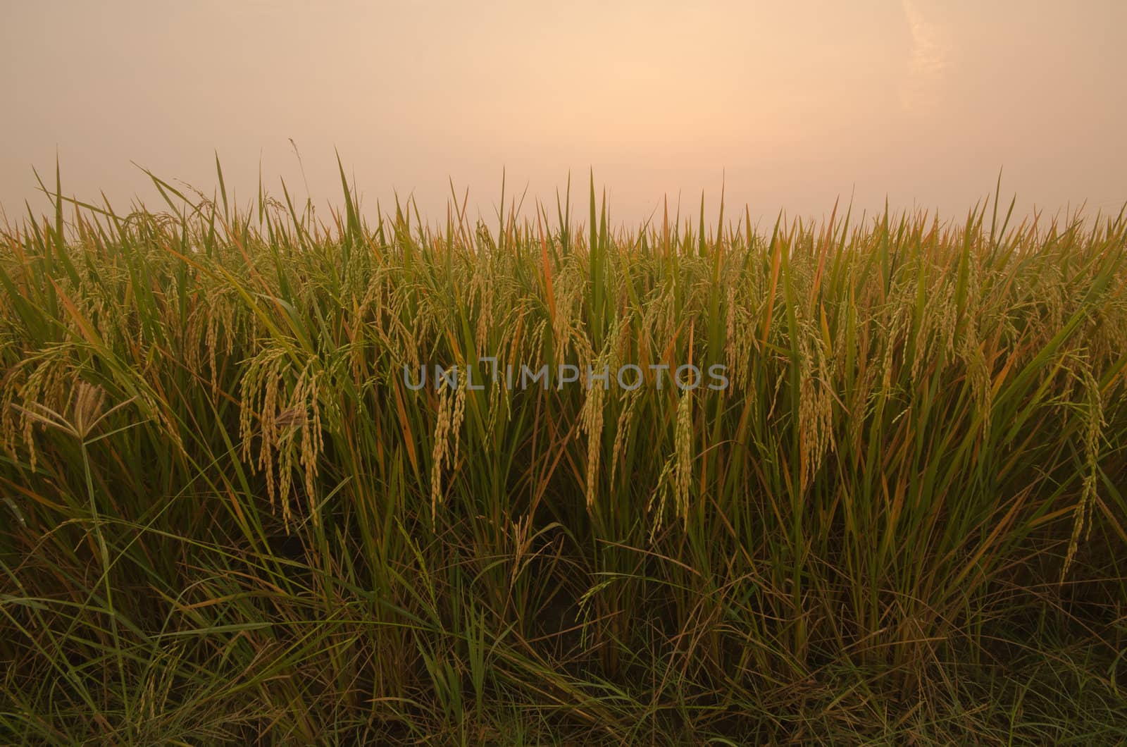 Sunrise on green rice farm  