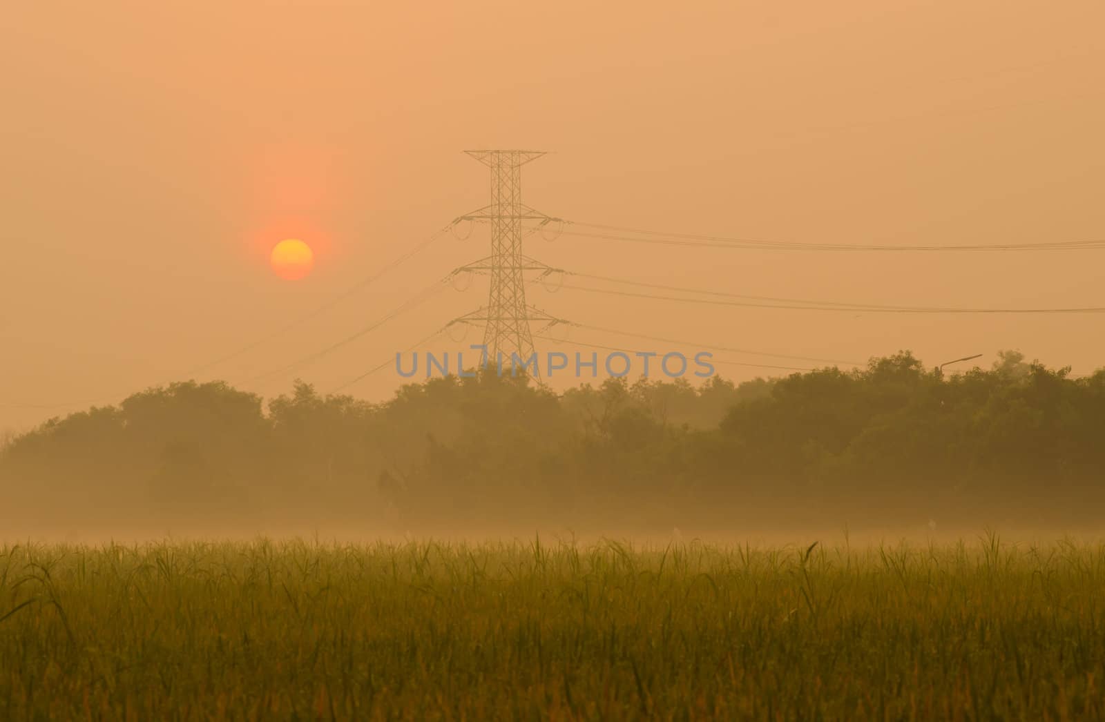Sunrise on green rice farm  