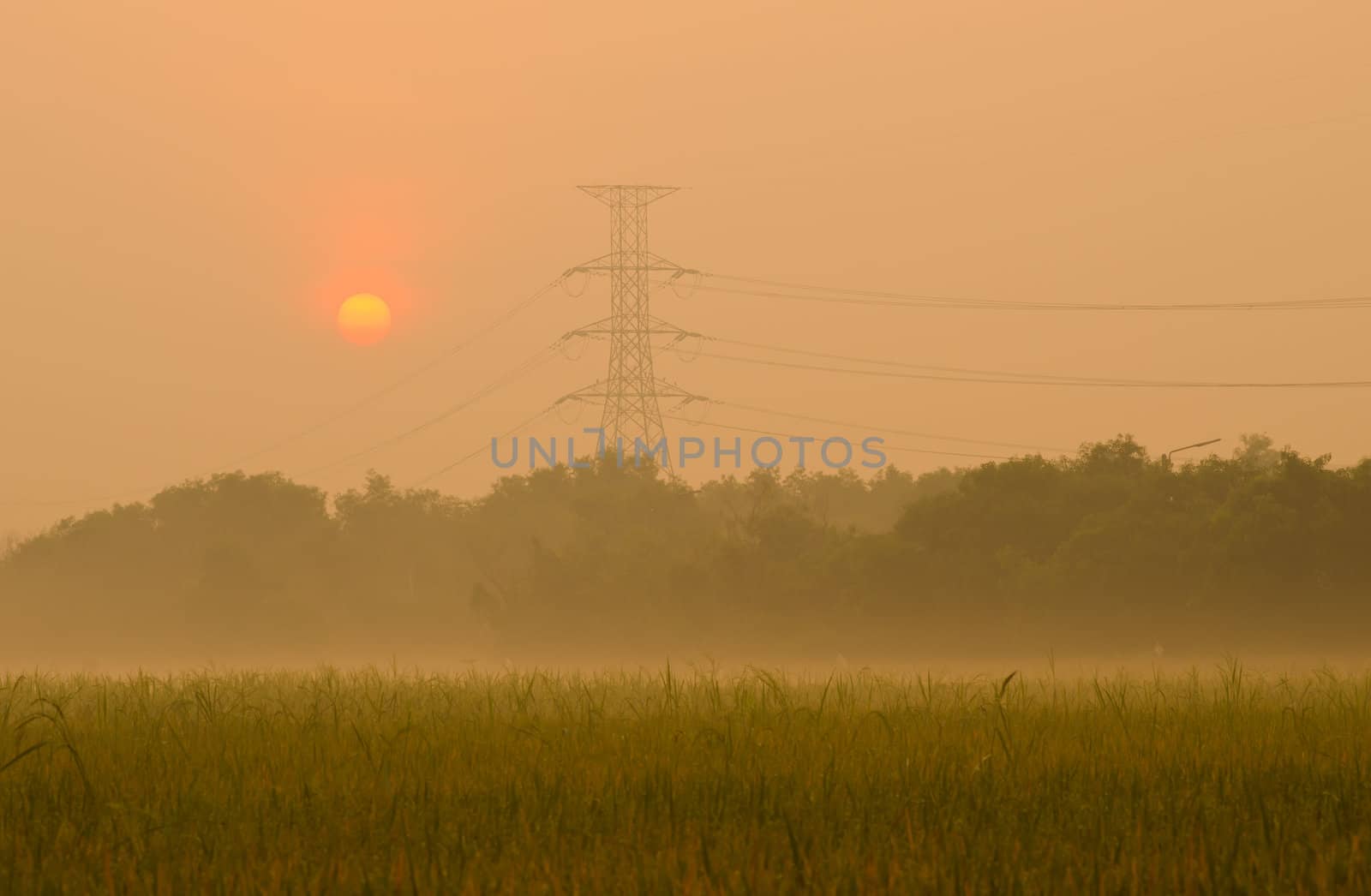 Sunrise on green rice farm  