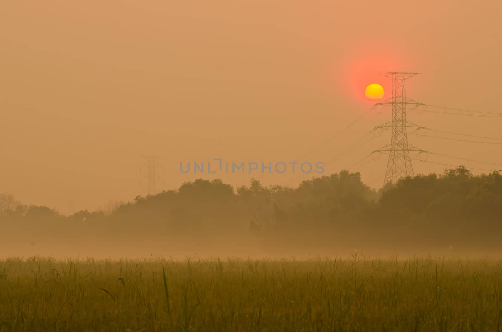 Sunrise on green rice farm  