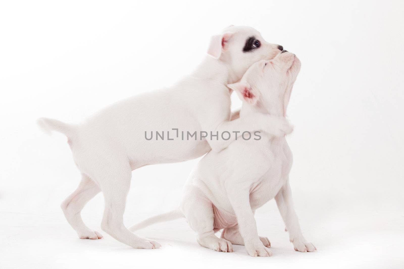 Cute isolated puppies  by DNFStyle