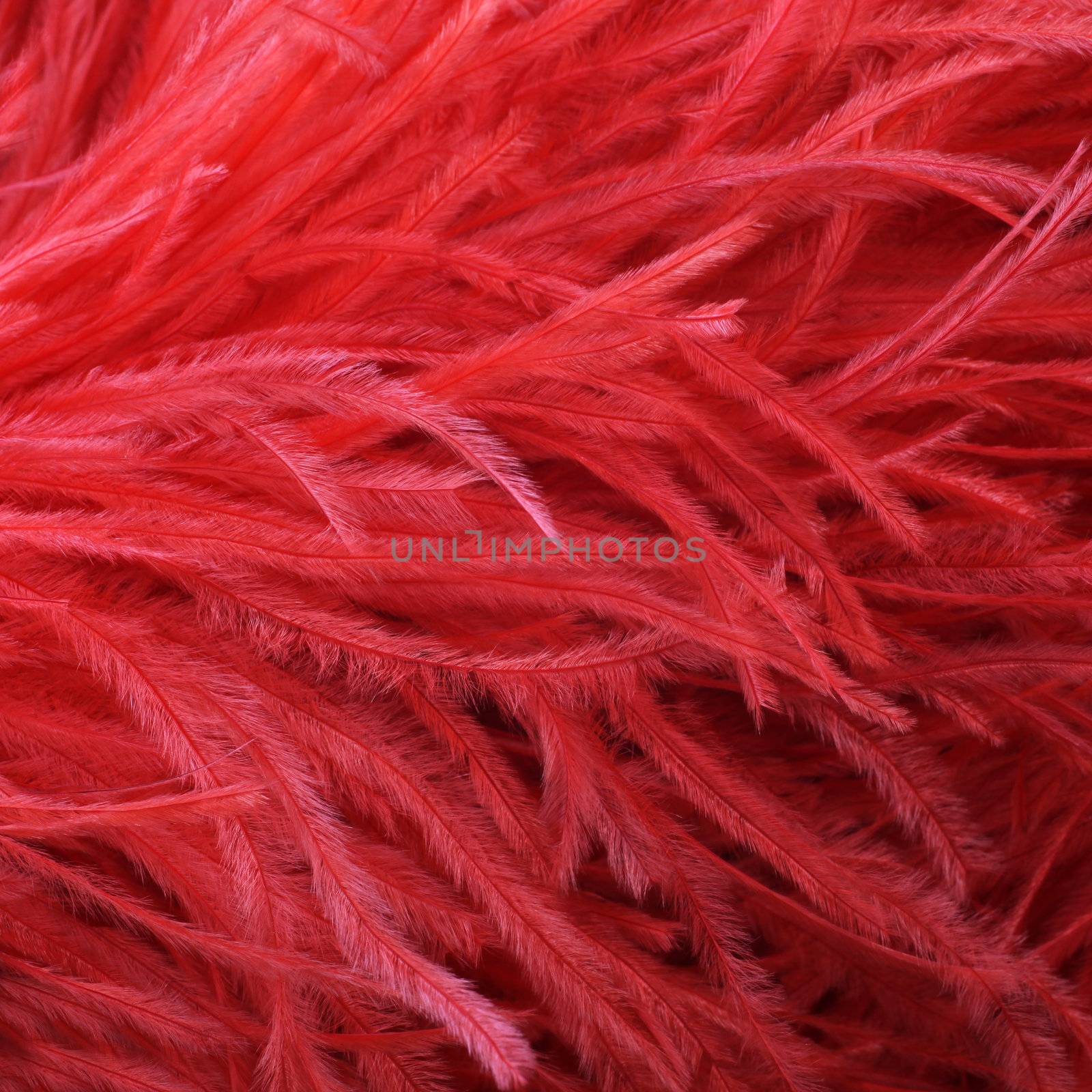 Closeup detail of an soft fluffy red ostrich feather boa or stole worn as an elegant fashion accessory