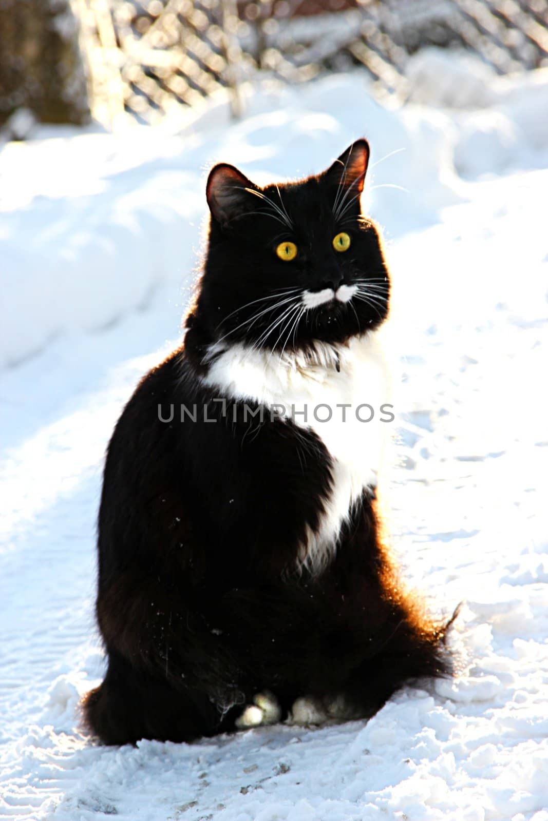 Handsome male black and white with a long mustache by Metanna