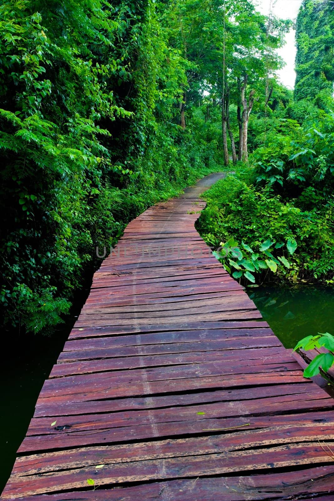 Rope walkway through the treetops in a rain forest