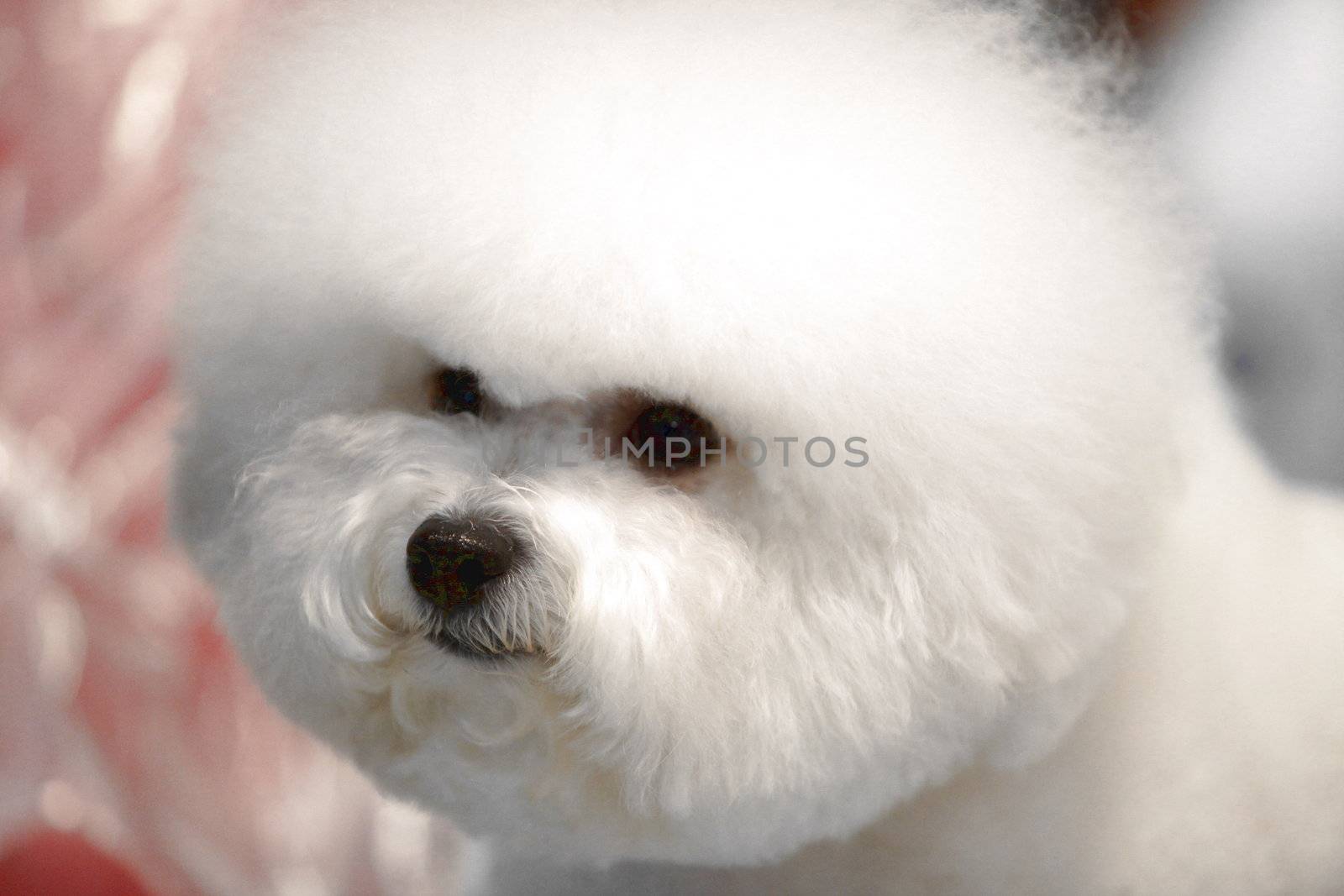  little white Bichon Frise sits and stares into the camera