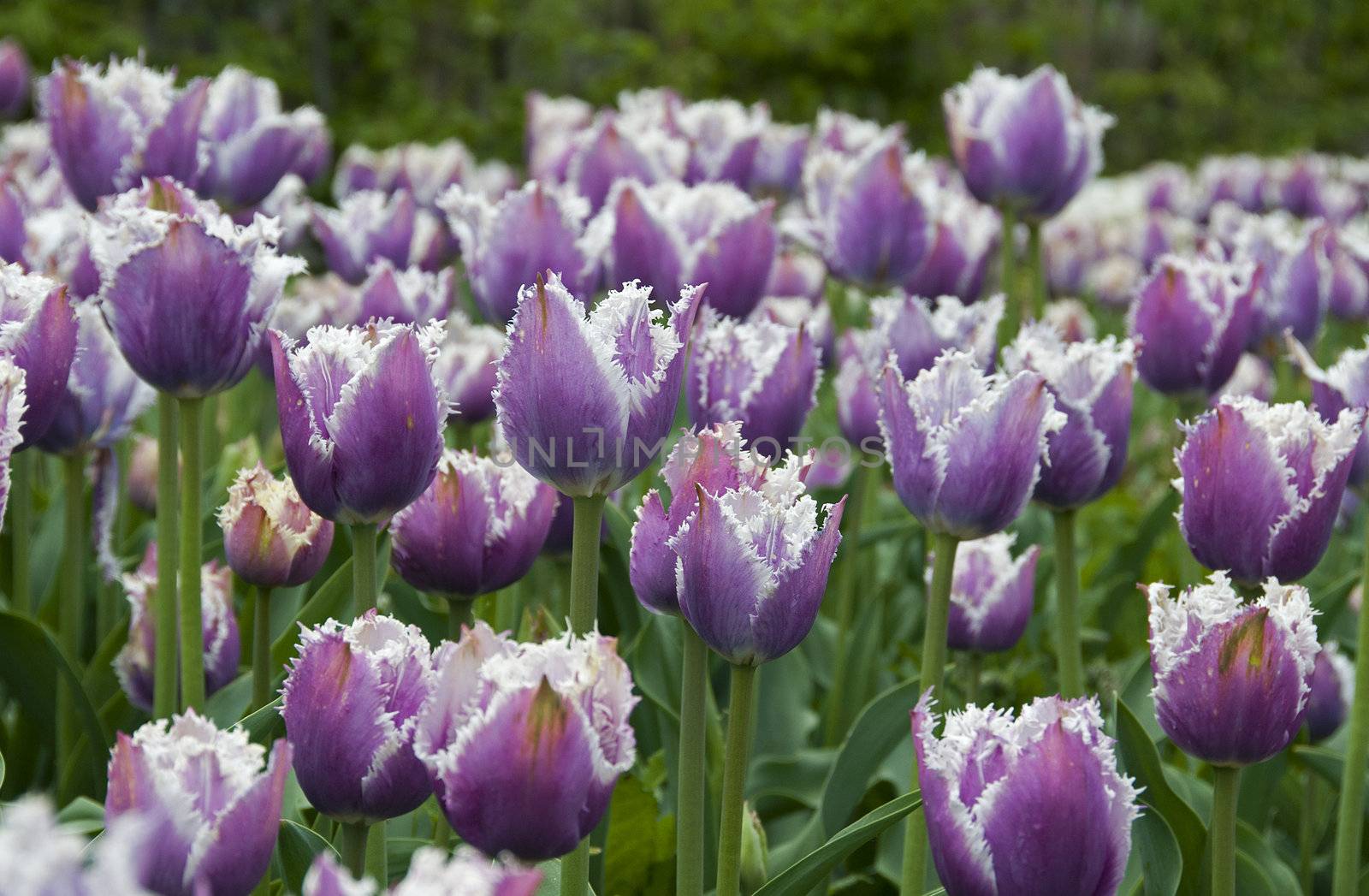 field with tulips on the floriade 2012 world horticultural expo