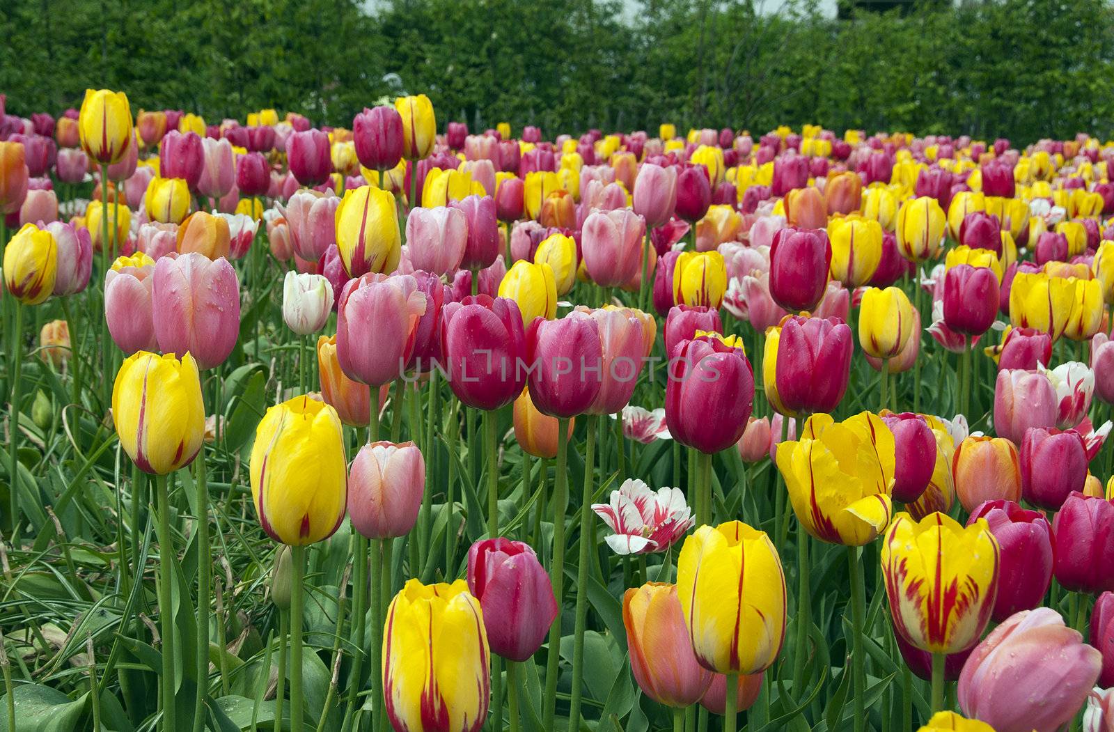 field with tulips on the floriade 2012 world horticultural expo