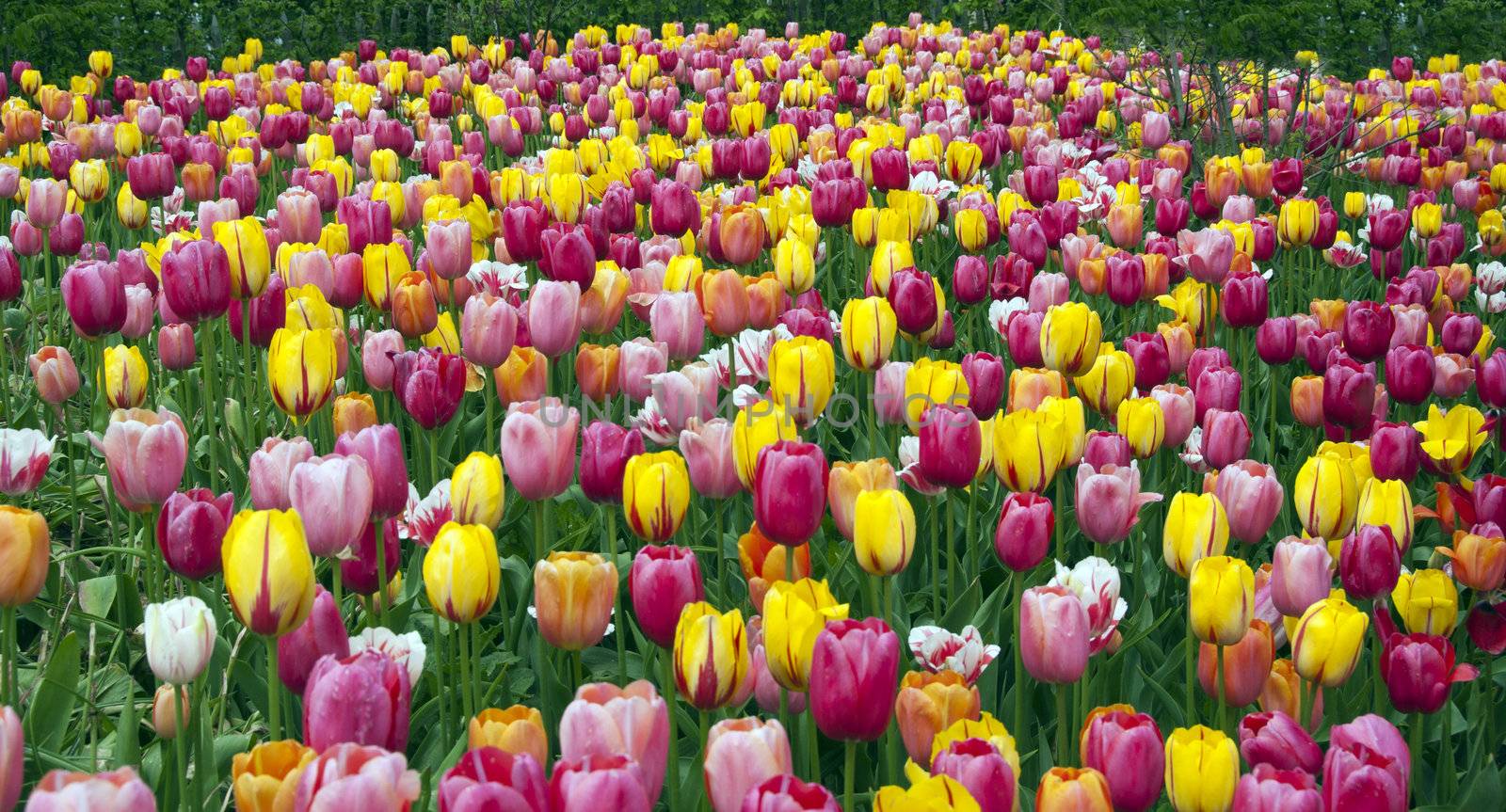 field with tulips on the floriade 2012 world horticultural expo