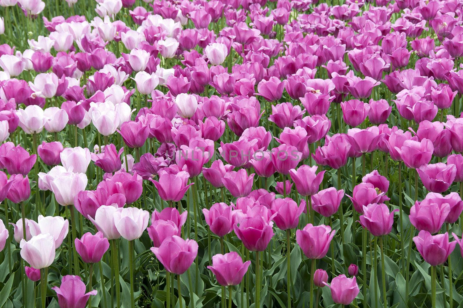field with tulips on the floriade 2012 world horticultural expo