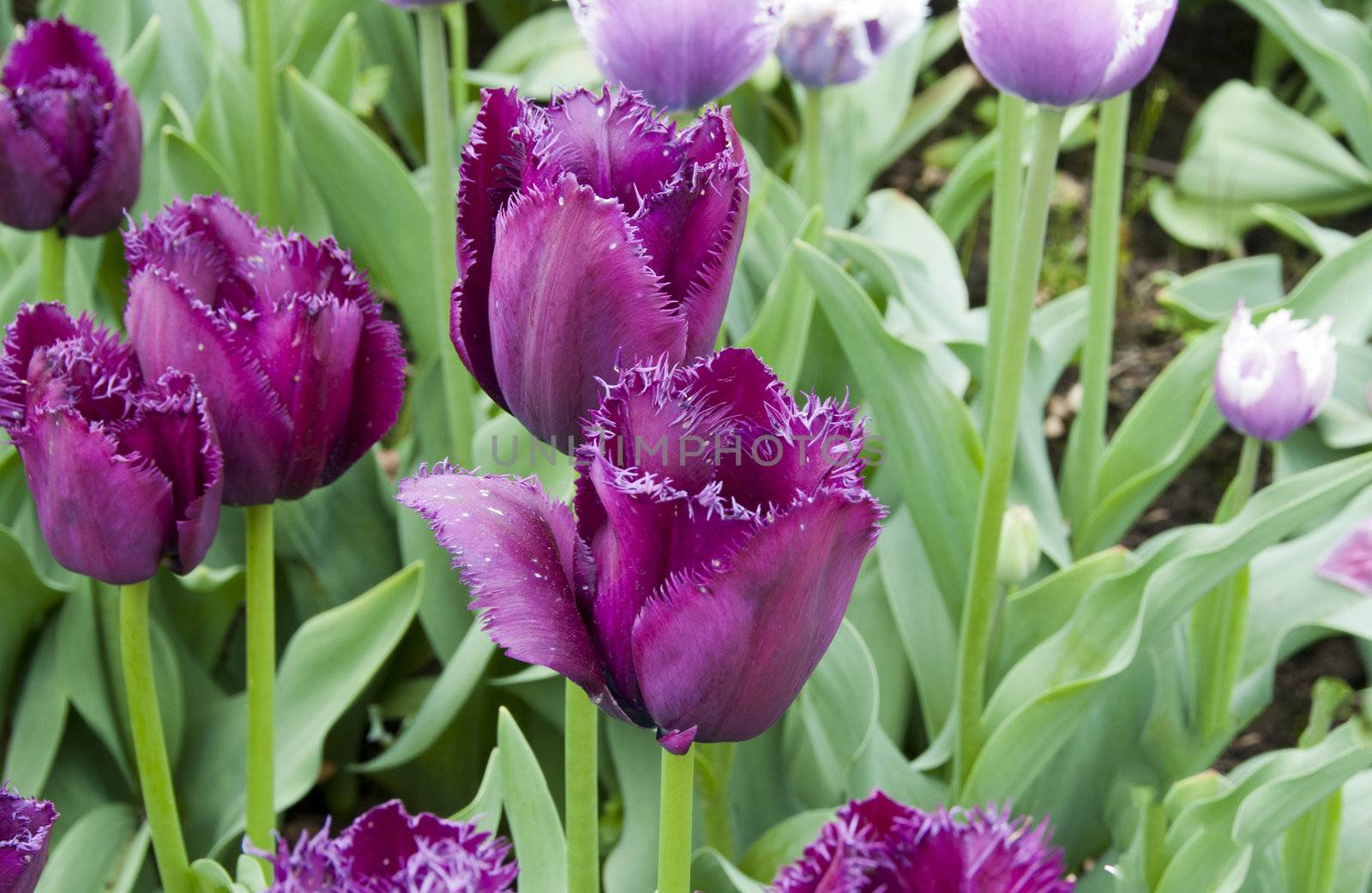 field with tulips on the floriade 2012 world horticultural expo