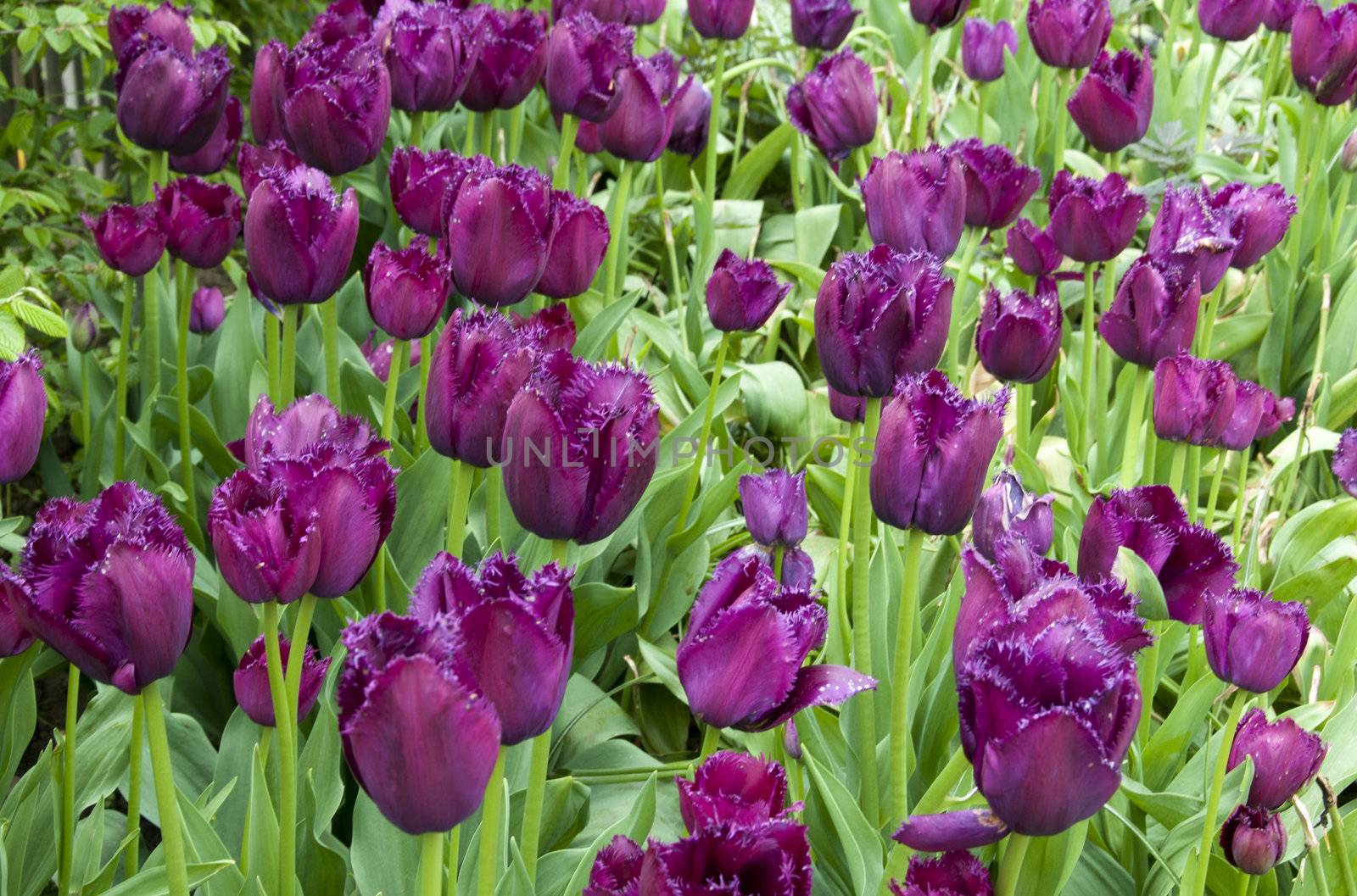 field with tulips on the floriade 2012 world horticultural expo