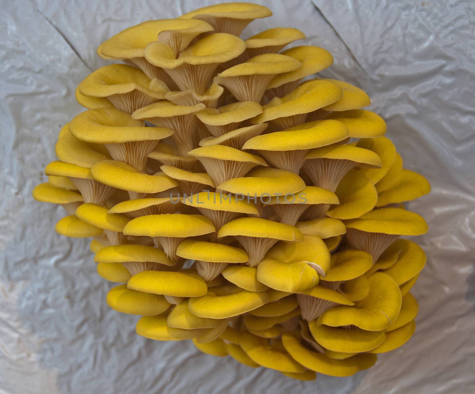 yellow eatable mushrooms by compuinfoto