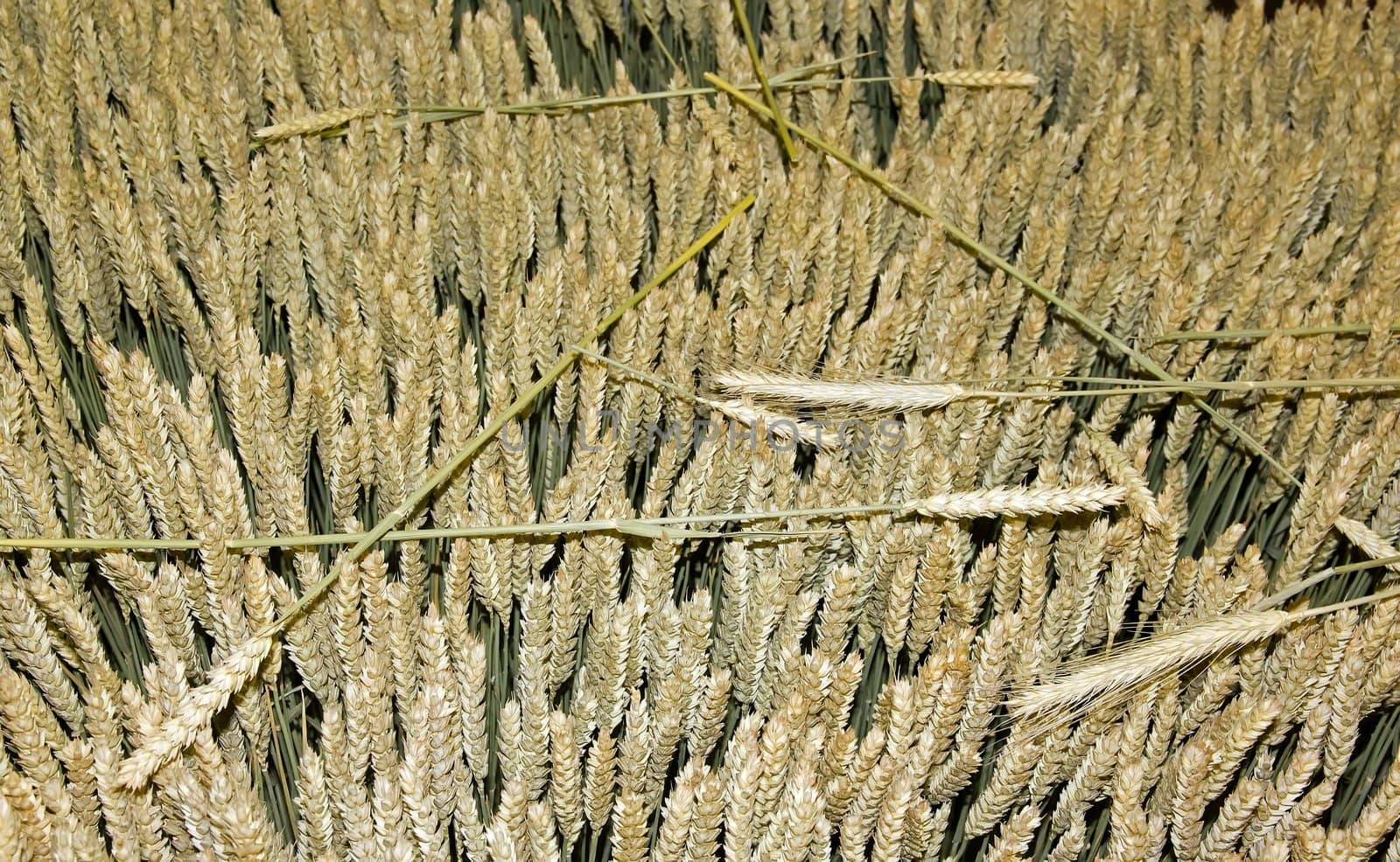 ears of barley by neko92vl