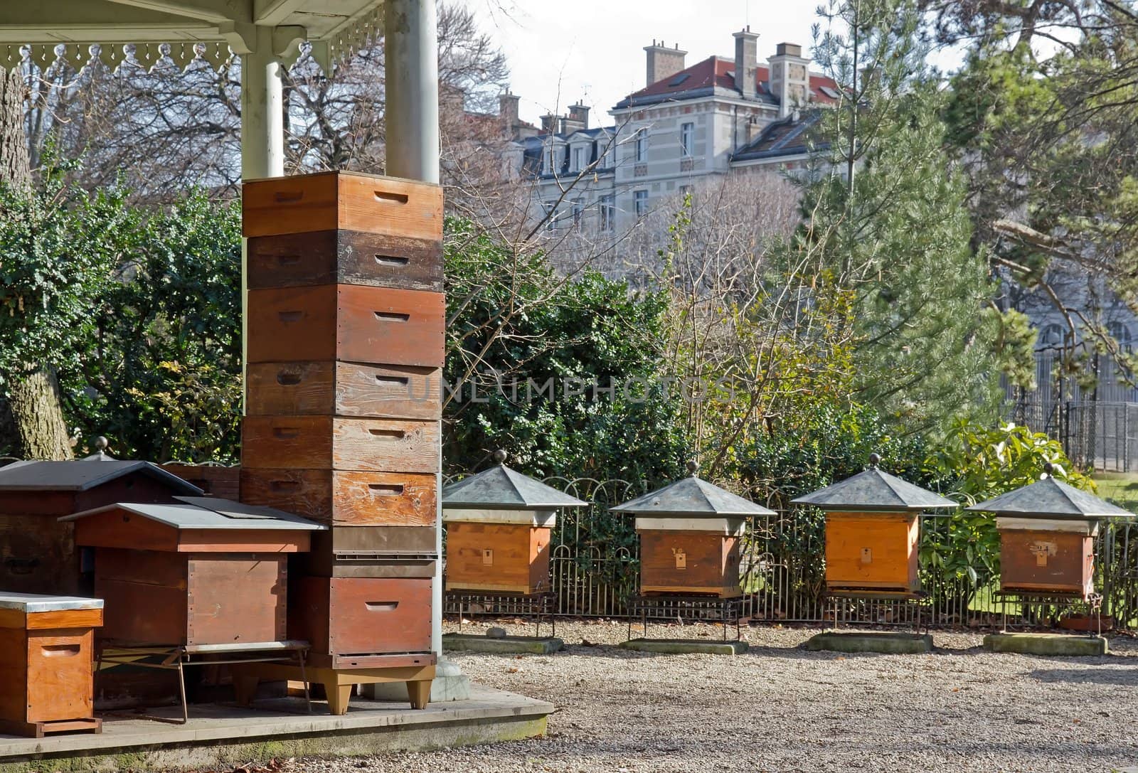 hives in the city  Paris France