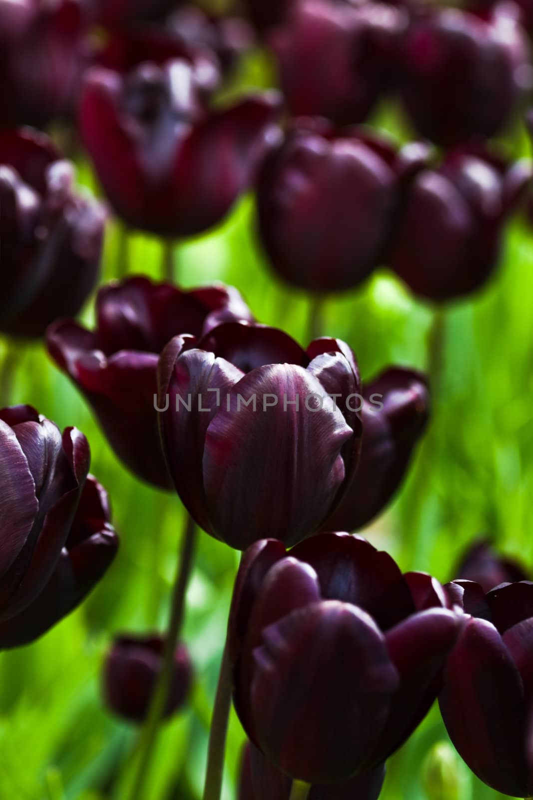 Dark burgundy red tulips blooming  in spring garden