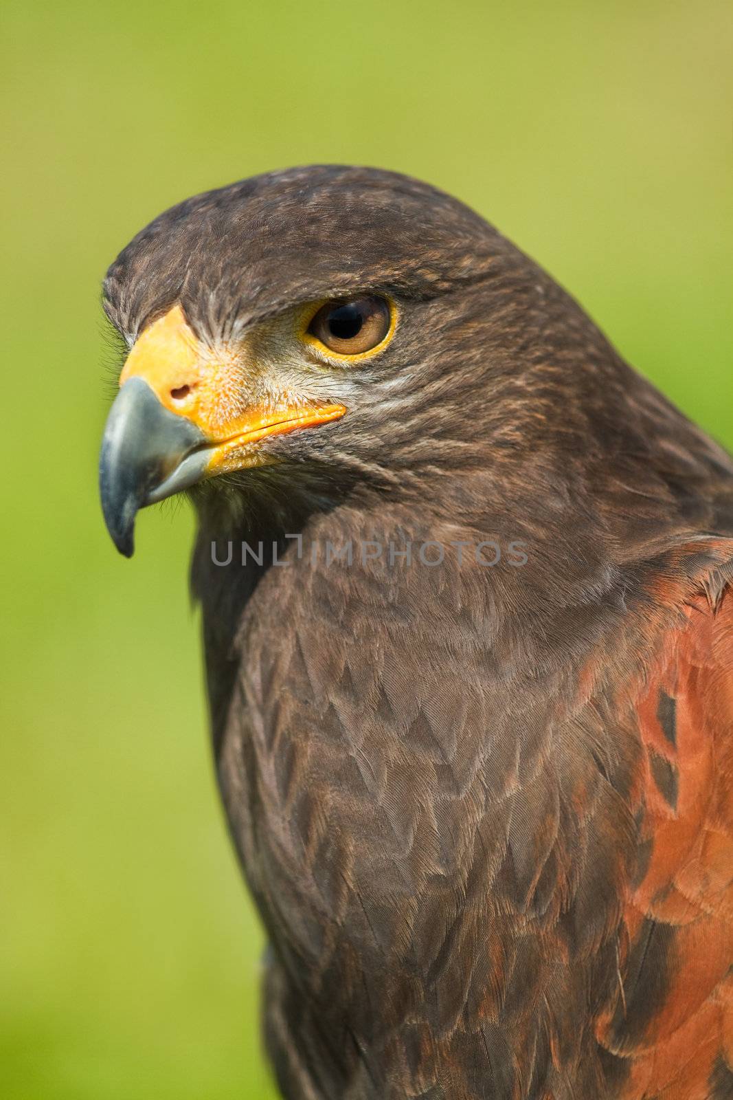 Head of Harris Hawk or Parabuteo unicinctus in side angle view - also called Dusty- or Baywinged hawk