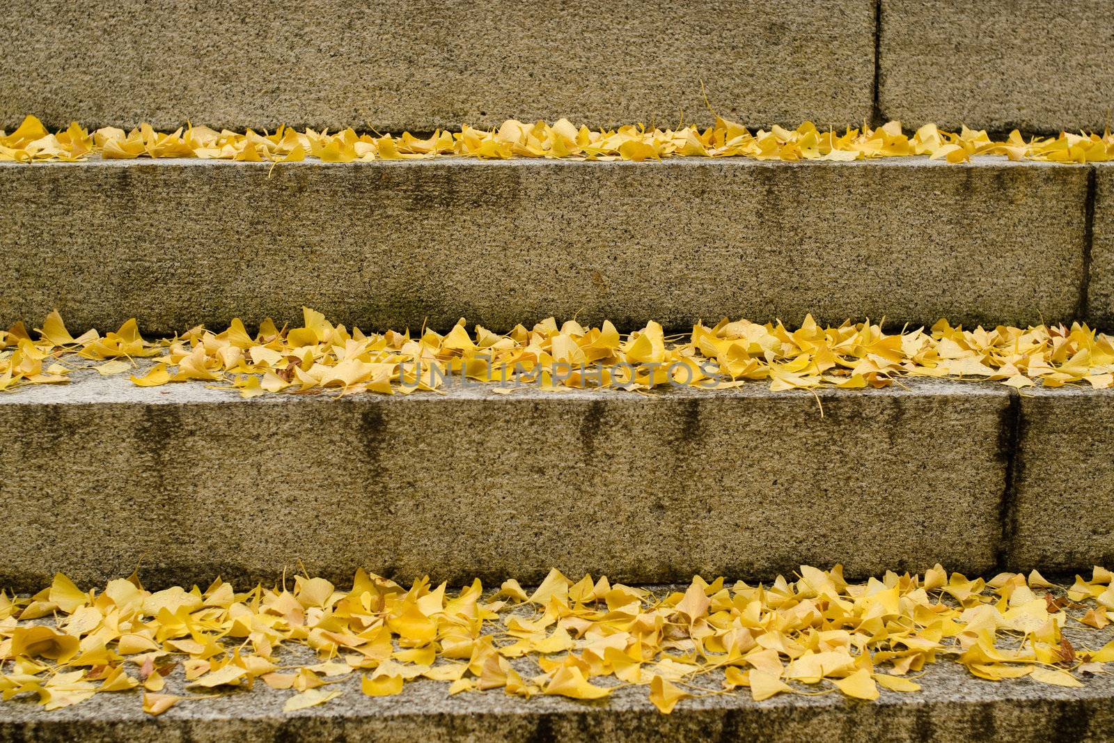 Background pattern of yellow ginkgo leaves on stairs in autumn