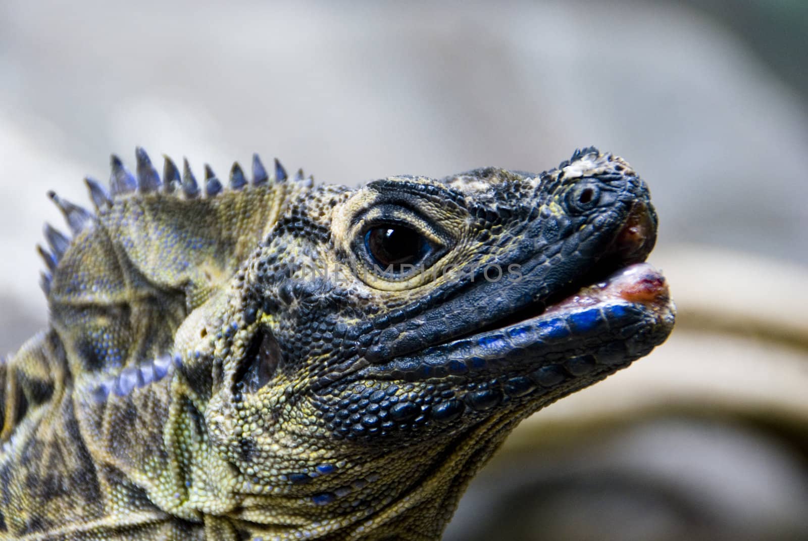 Blue lizard. Up close. macro. Natural environment.