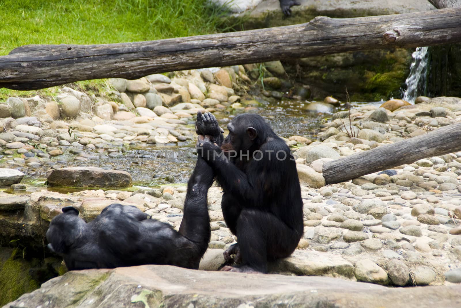 Two chimpanzees resting on rock.