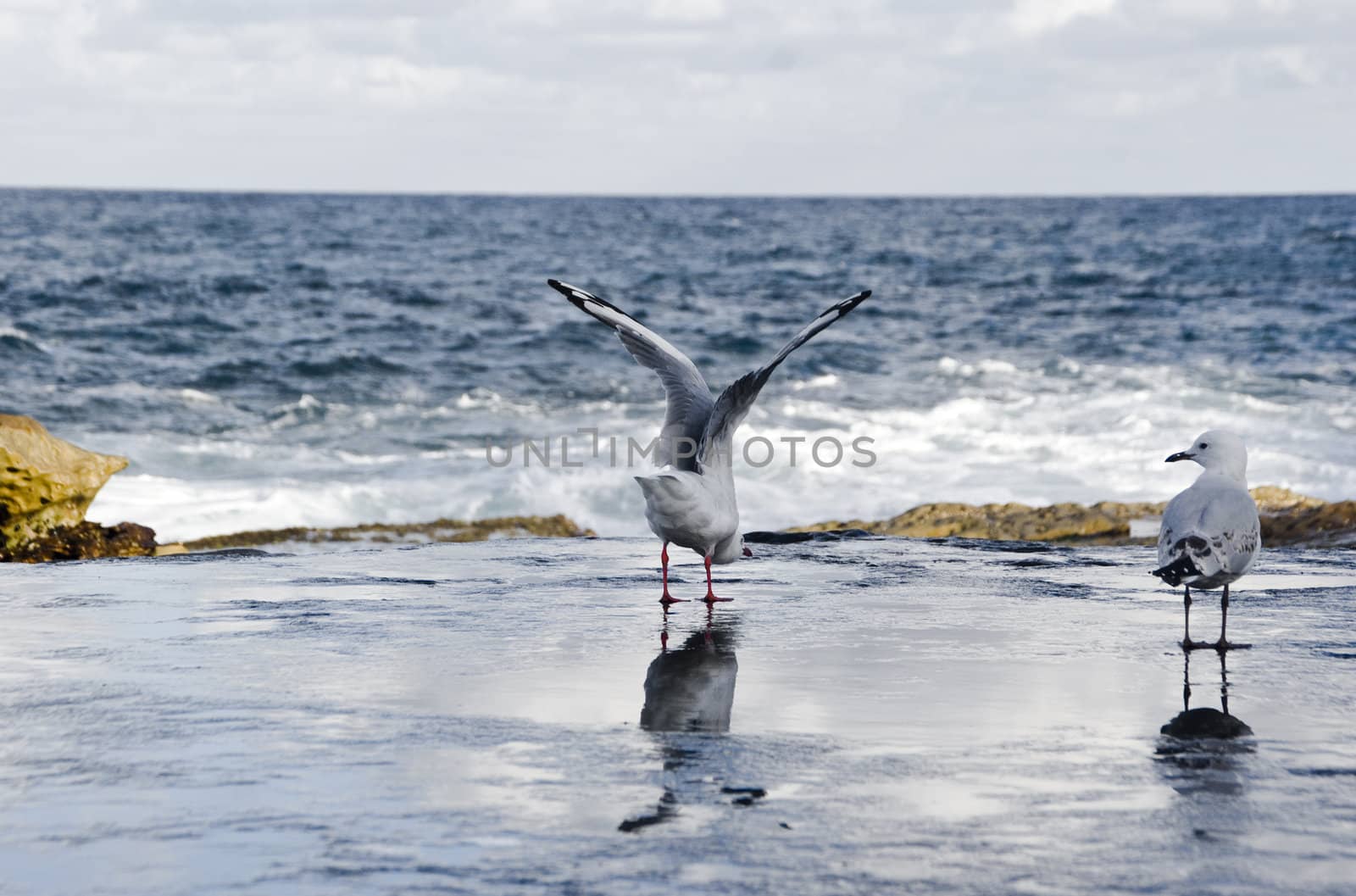 Two birds (pigeons) standing on beach.