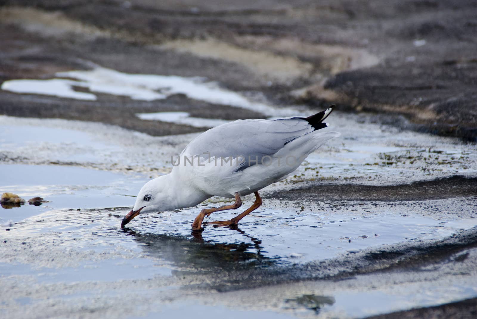 Pigeon bird with broken leg photographed macro. Pigeon is drinking water.