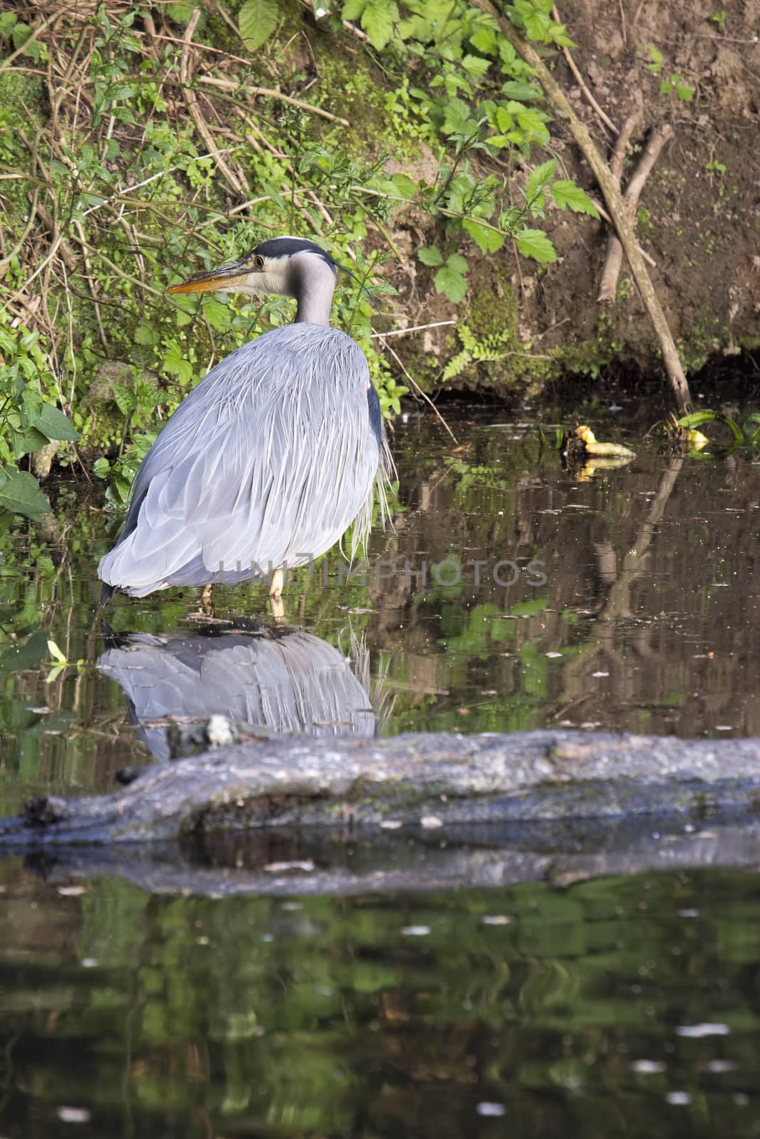 Great Blue Heron by jpldesigns