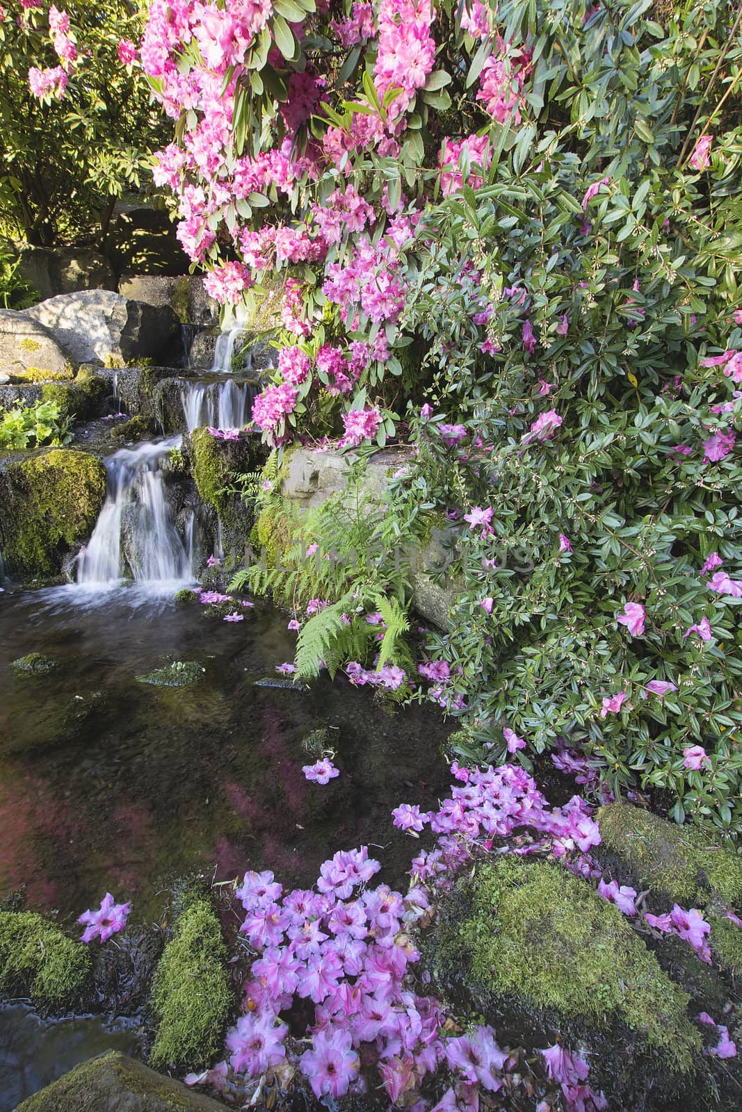 Rhododendron Flowers by Waterfall by jpldesigns