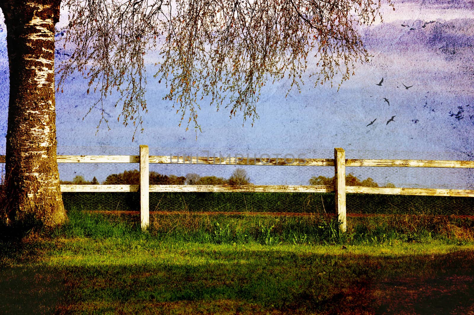 Textured rural scene with white fence and birch.