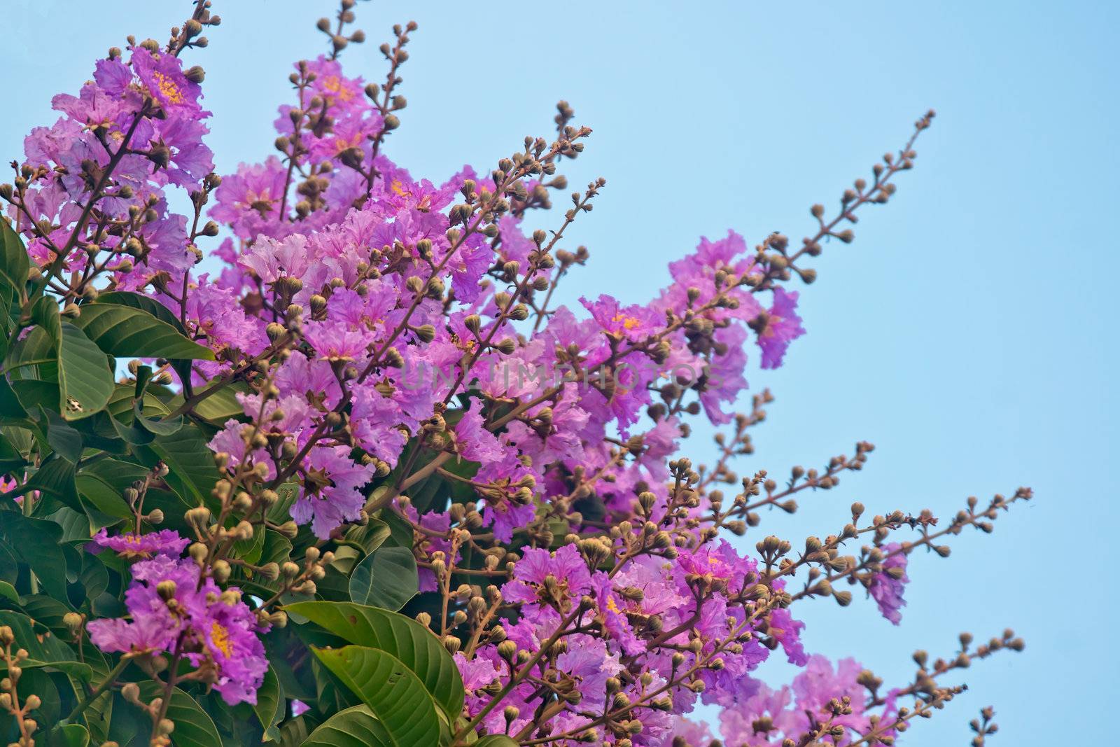 Crape myrtle flowers by xfdly5