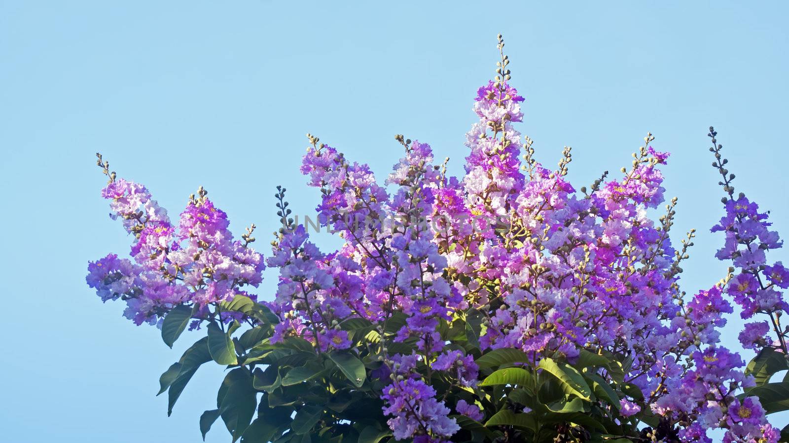 Crape myrtle flowers by xfdly5
