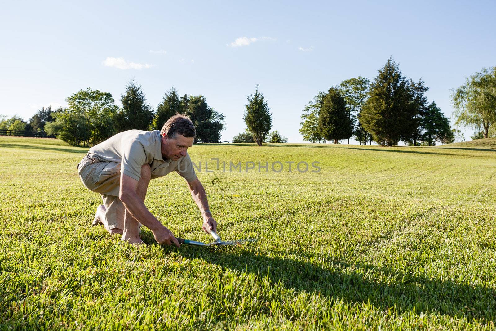 Challenging task of cutting large lawn with grass shears by hand