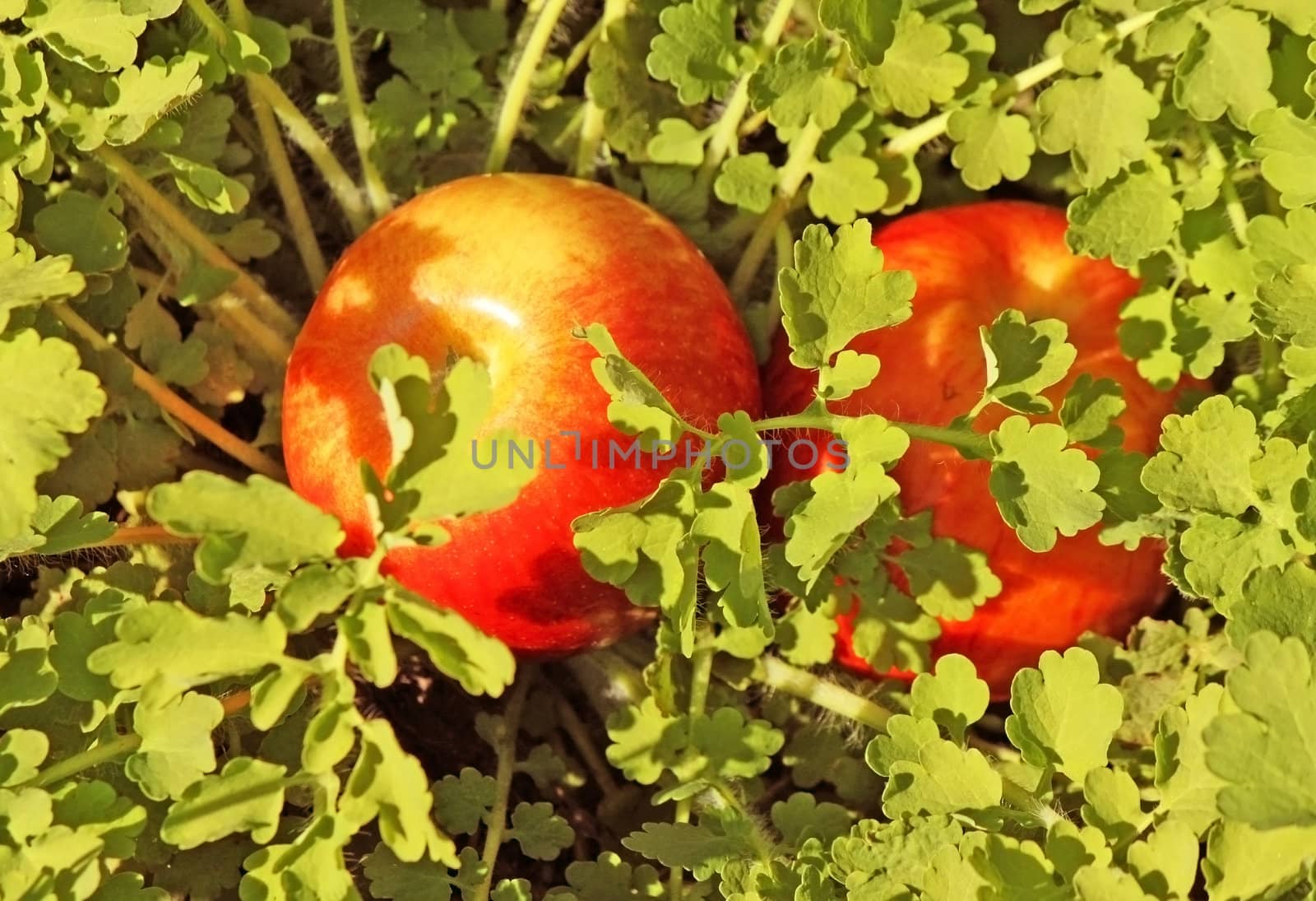 Two red apples lying in the green grass