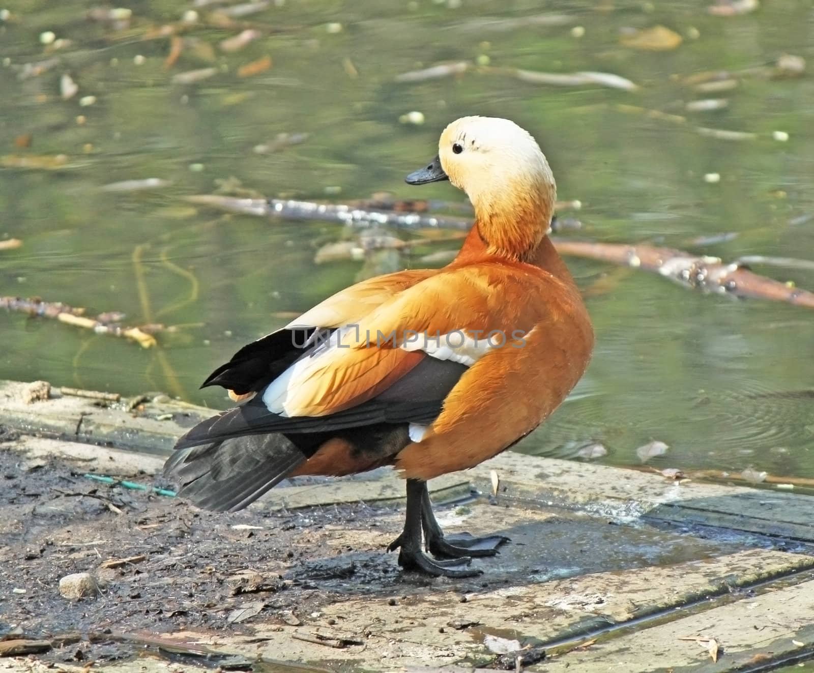 Orange duck in the pool looking back
