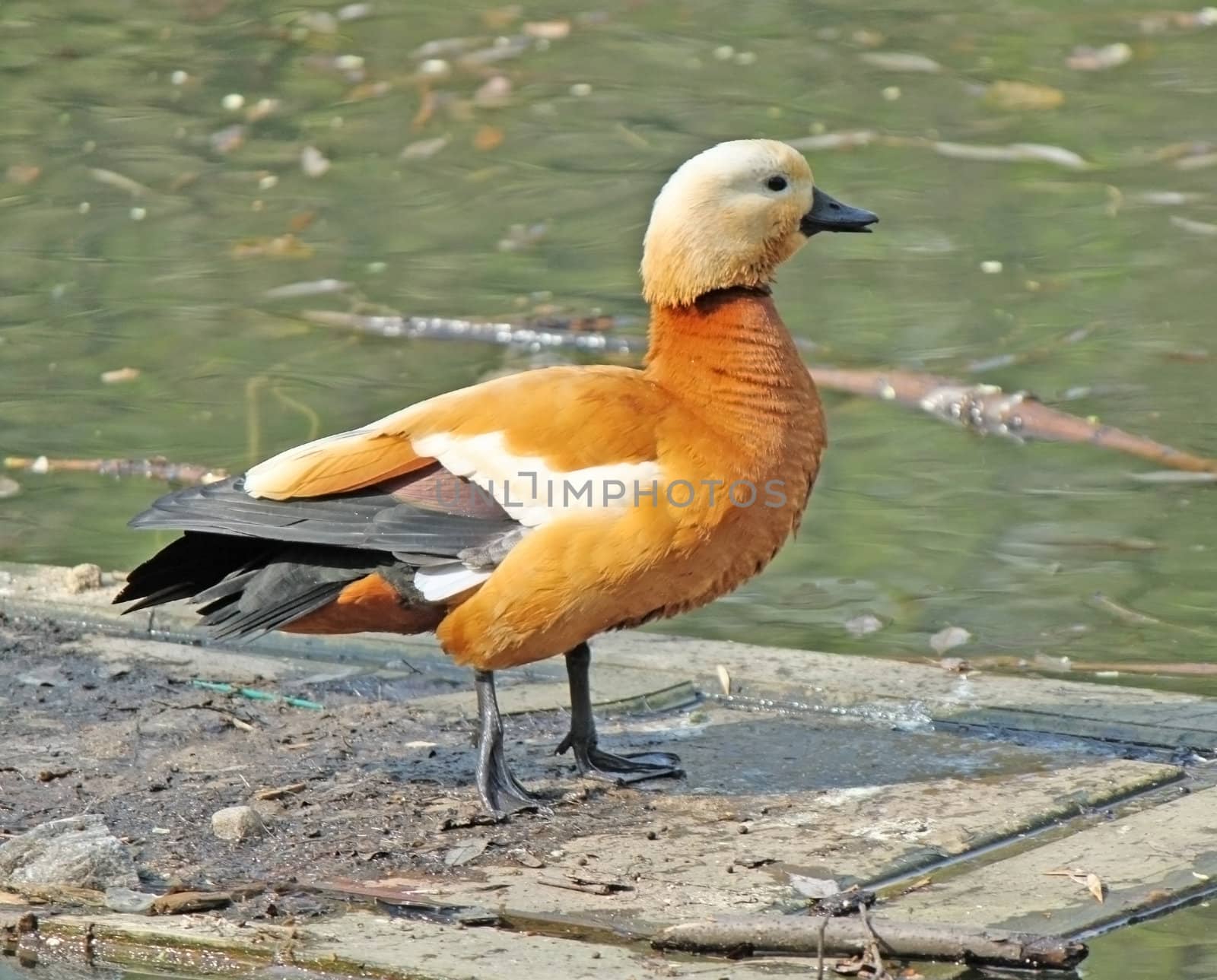 Orange duck is quacking on the pool