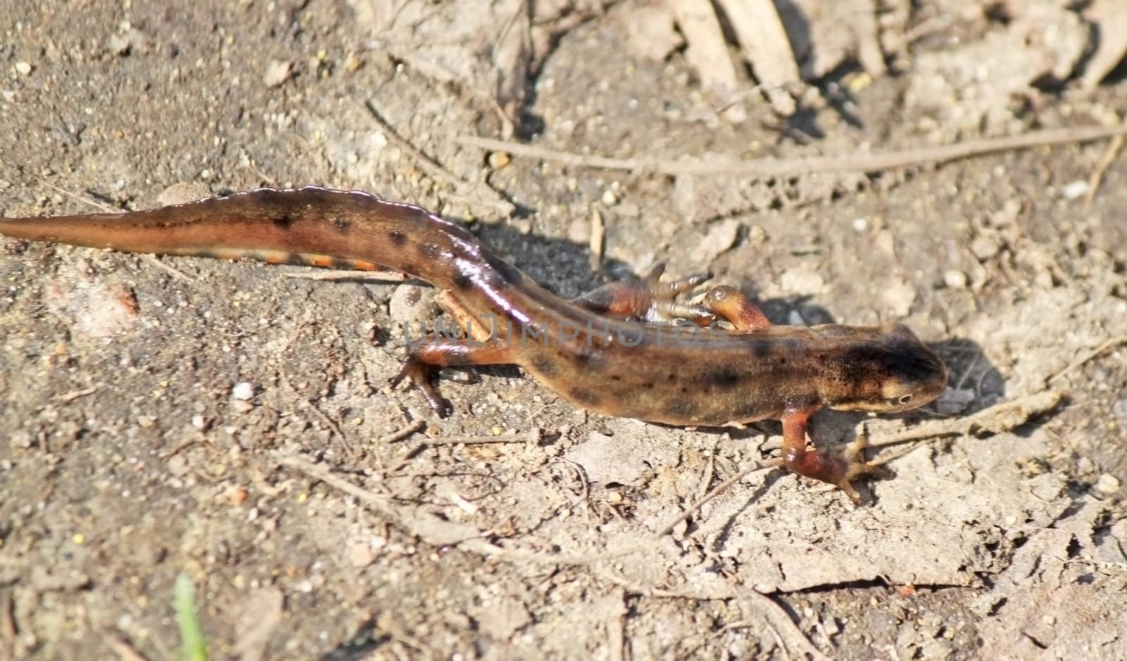 A little triton lizard on the ground
