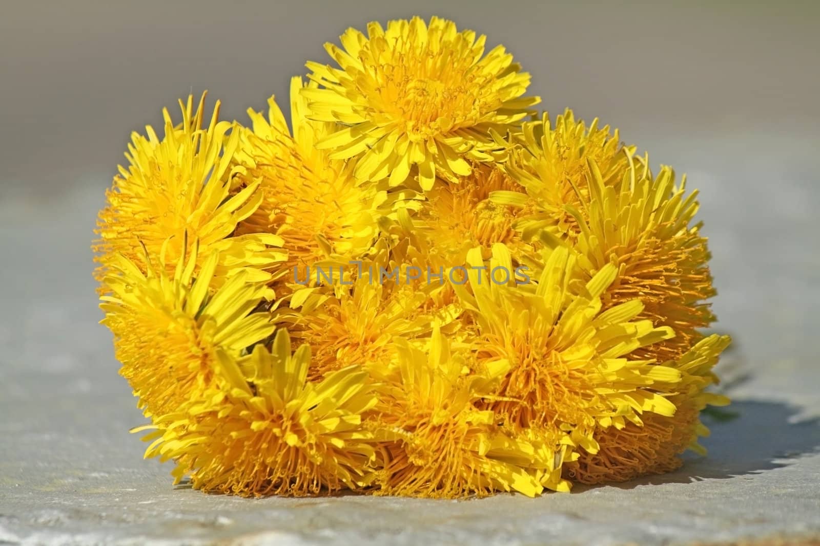 A bouquet of many beautiful yellow dandelions